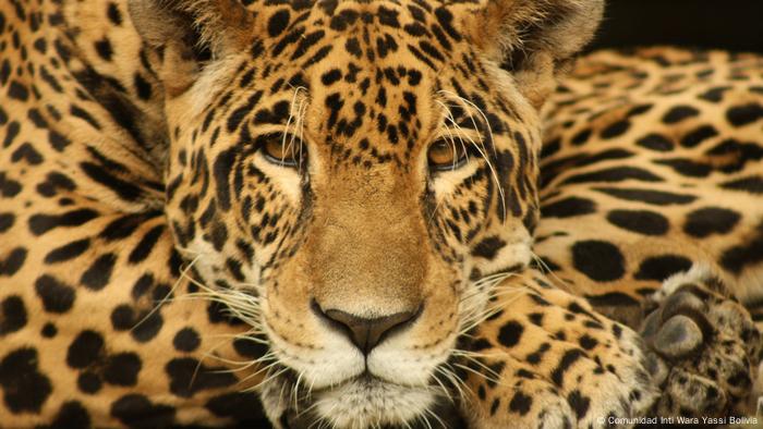 Jaguar im Lateinamerika