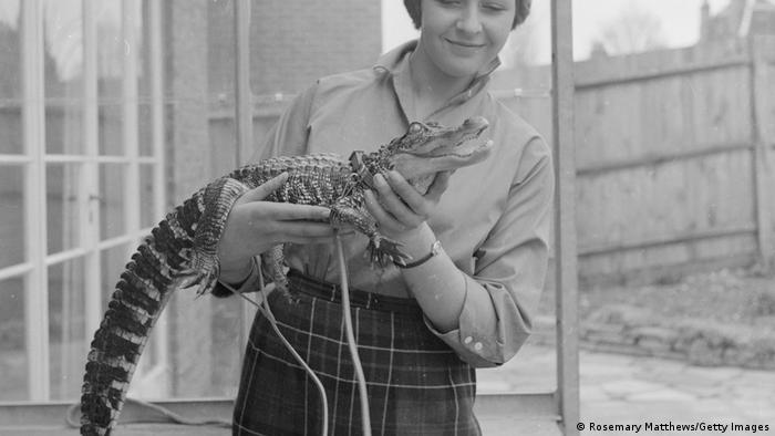 A woman holds a small alligator on a leash in a black and white image