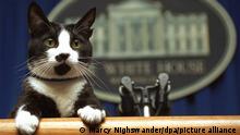 A black and white cat holding onto the podium in the White House press room.