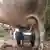 A large cow being milked by hand