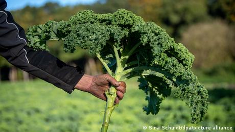 Grünkohl gehört zu den wenigen Pflanzen, die auch im Winter geerntet werden können.
