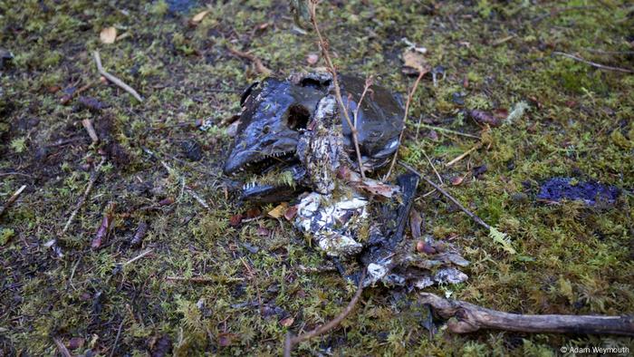 Salmon rotting on the forest floor, western Canada