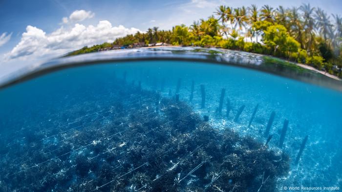 Pemimpin Dunia Sebut Laut Jadi Kunci Untuk Atasi Krisis Iklim Dunia Informasi Terkini Dari Berbagai Penjuru Dunia Dw 03 12 2020