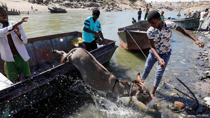 A donkey jumps out of a boat after crossing a river from Ethiopia to Sudan