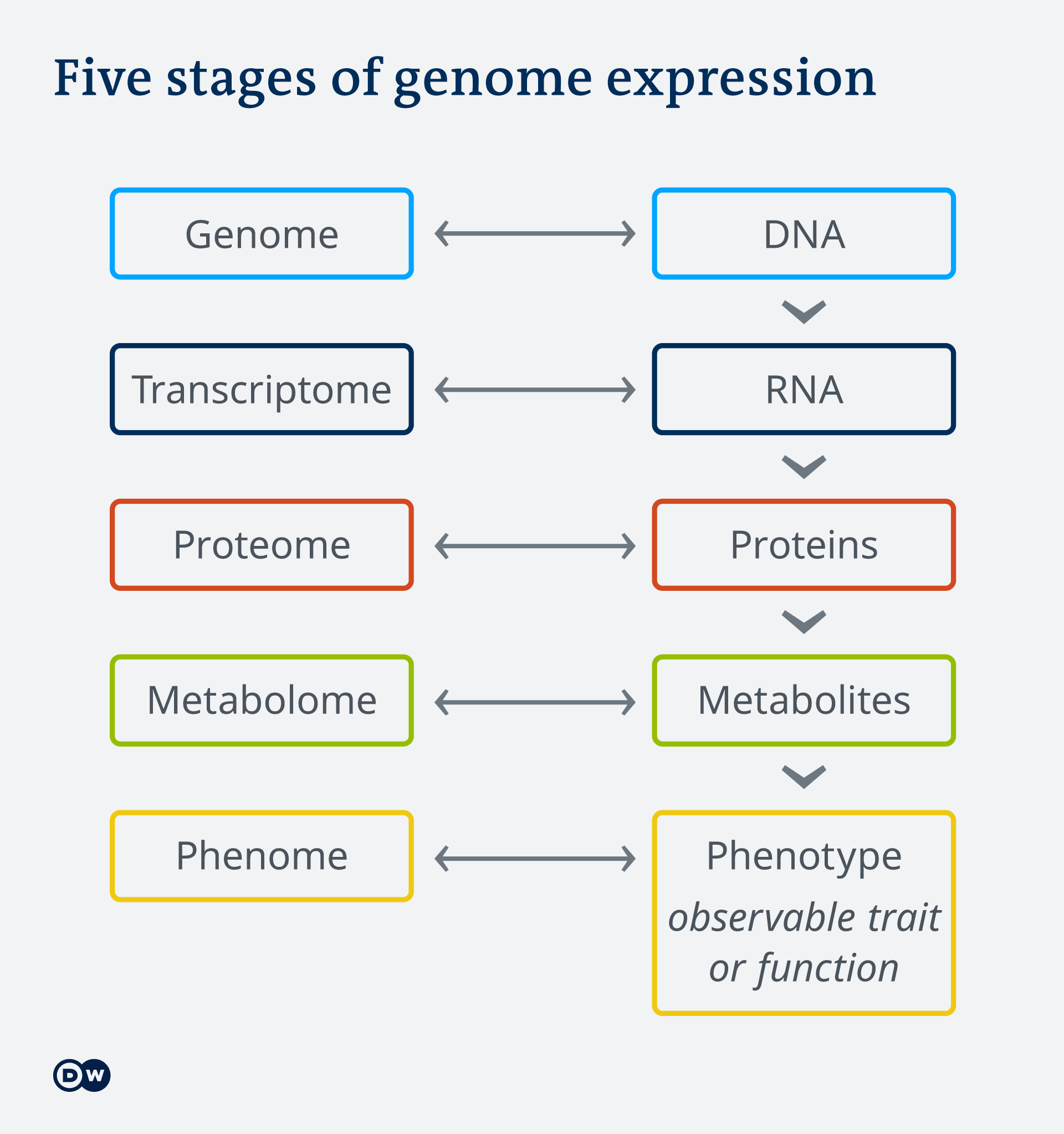 What Are Proteins And Why Do They Fold Science In Depth Reporting On Science And Technology Dw 07 12 2020