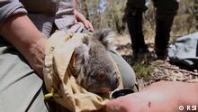 Filmstill Dokumentation | Nach dem Feuer - Rettung für die Koalas