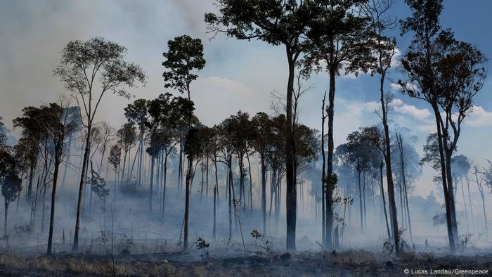 Brasilien Amazonas Waldbrand 
