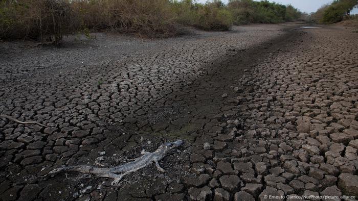 Jacaré morto em área seca no Pantanal, em setembro de 2020