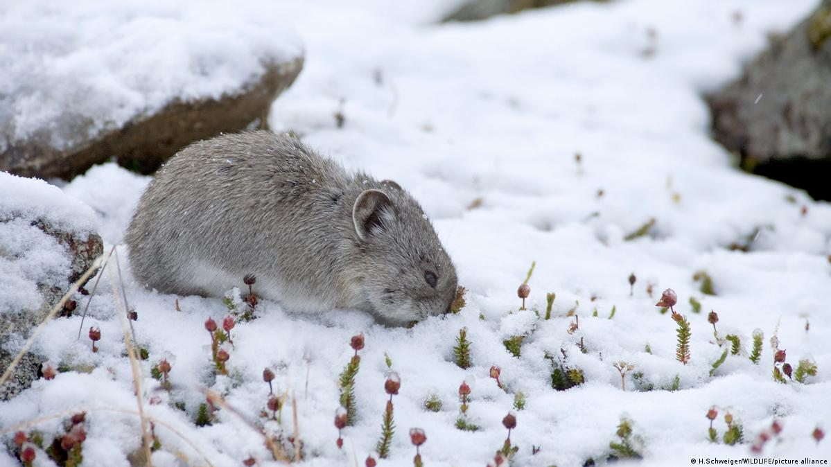 Winter: How plants and animals cope with the cold – DW – 12/22/2020