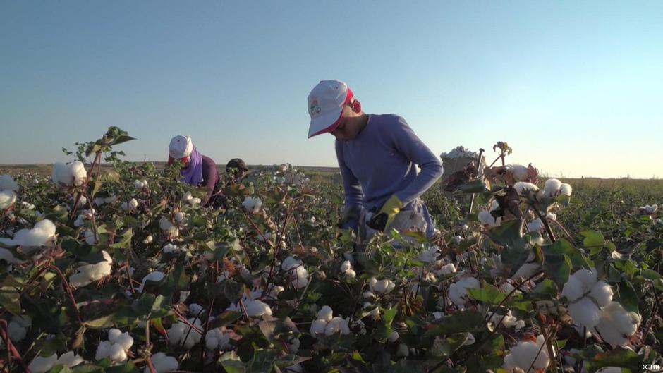 Child labor in Turkey’s cotton industry DW 12/10/2020