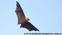 Seychellen-Flughund, Seychellenflughund (Pteropus seychellensis), fliegend, Seychellen, Mahe | seychelles flying fox, seychelles fruit bat (Pteropus seychellensis), flying, Seychelles, Mahe