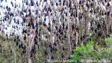 Flying Foxes