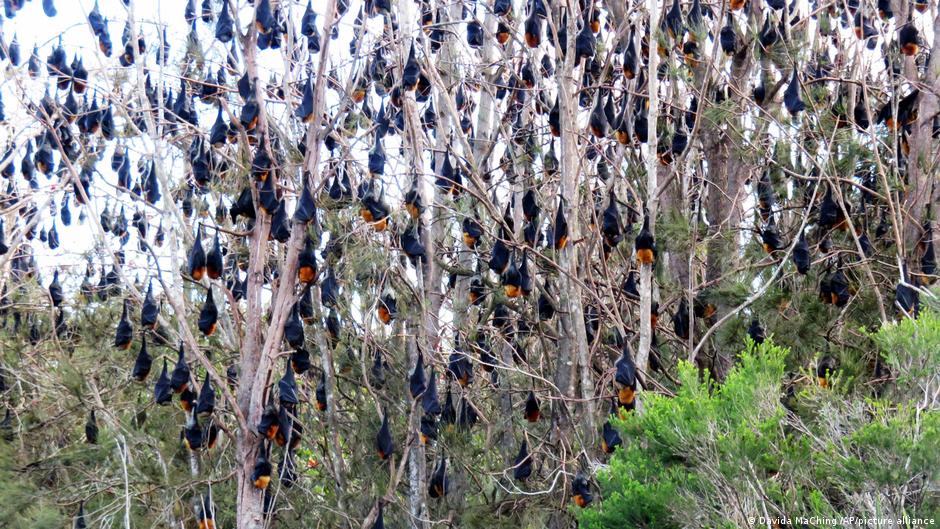 Flying foxes: Australia′s love-hate relationship with fruit bats | Global Ideas | DW - Vimarsana News