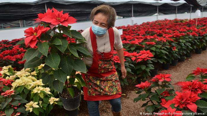 A woman holding a poinsettia plant in a greenhouse