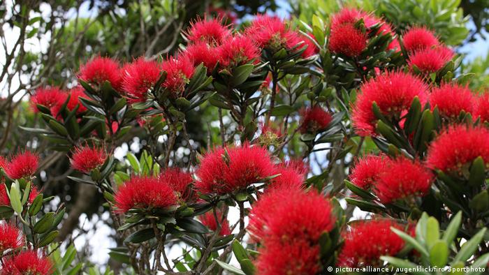 The red blossoms of the New Zealand Christmas tree