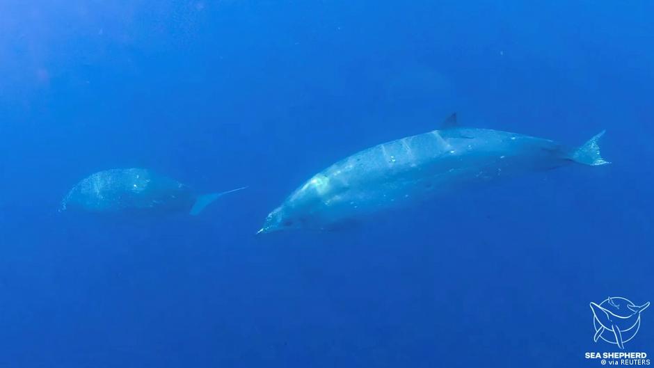 Researchers find new species of whale off the coast of Mexico | News | DW - Vimarsana News