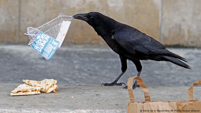 A crow scavenging trash 