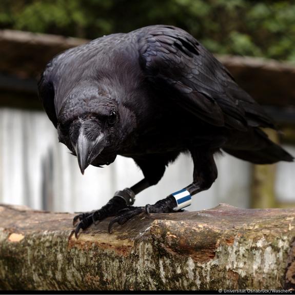 Young Ravens Rival Adult Chimps in a Big Test of General