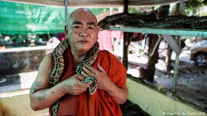 Myanmar I Mönch, der Schlangen beherbergt 