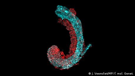 Mikroskopische Aufnahme eines Mausembryos