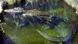 Saturn, a North American alligator in the Moscow Zoo Saturn, a North American alligator in the Moscow Zoo