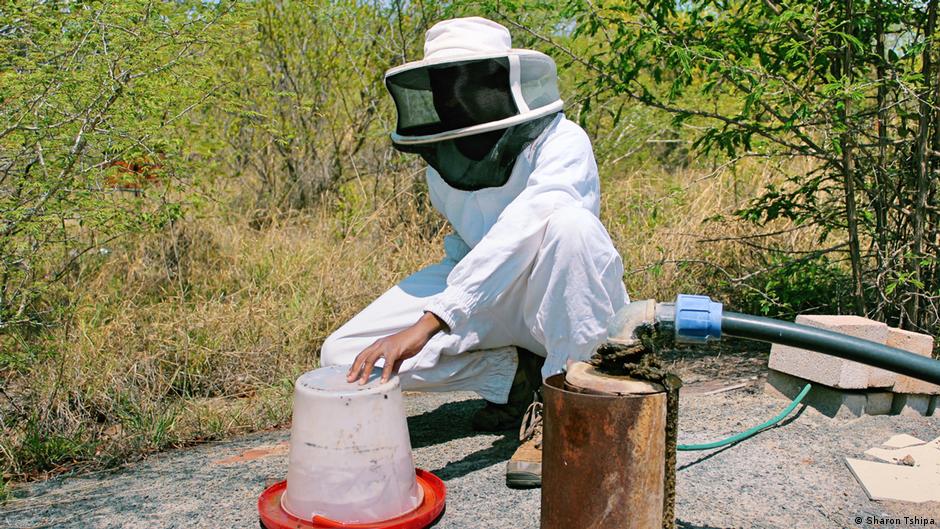 Living Planet: Beekeepers in Botswana battle climate change - Deutsche Welle