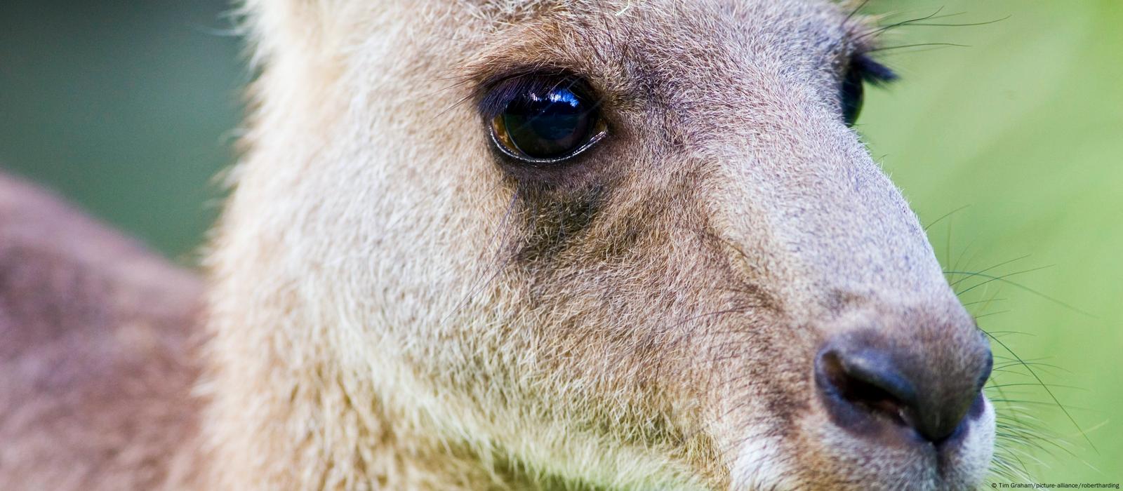 Kangaroos can 'talk' with their eyes – DW – 12/16/2020 Kangaroos can 'talk' with their eyes – DW – 12/16/2020