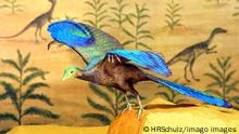 Bildnummer: 50039711 Datum: 04.04.2001 Copyright: imago/HRSchulz
Vogelwuid-Sonderausstellung im Münchner Mensch und Natur Museum, Objekte; Vogelwelt, Ausstellung, Ausstellungen, Vogelausstellung, Urzeitvögel, Urzeitvogel, Urzeit, Urvogel, Urvogelmodell, Exponat, Vogel, Vögel, Ausstellungsstück, Flugsaurier; , quer, Kbdig, Einzelbild, Deutschland, München, Ohne, Bayern