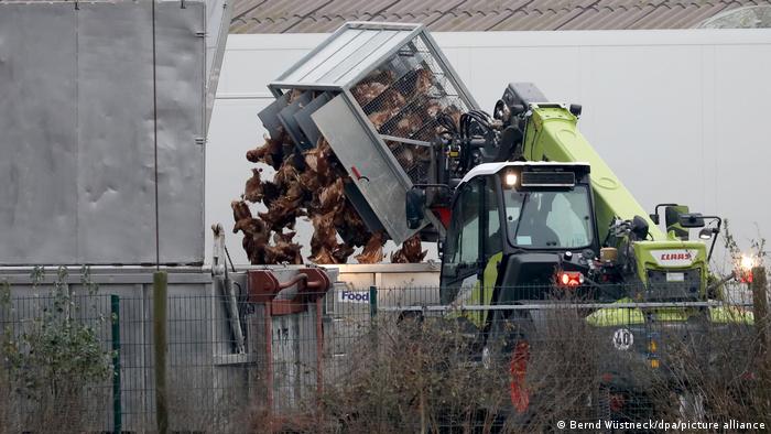 Germania focar de H5N8 găini