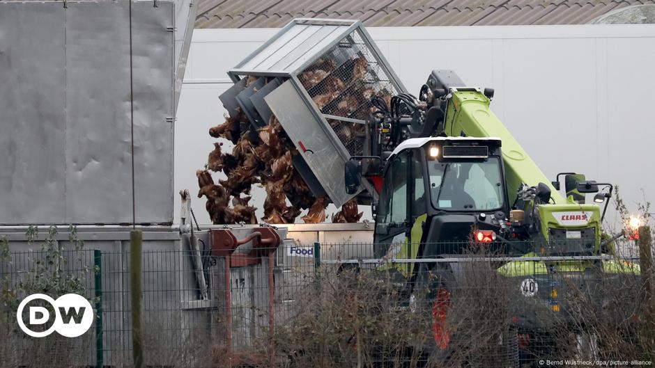 Questions and answers about bird flu  Company |  DW