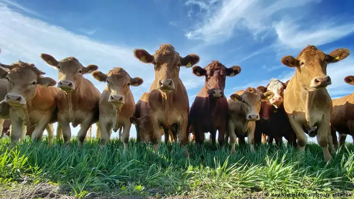 Cows stand in a row in a pasture