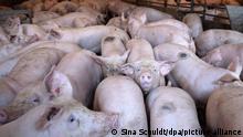 Schweine stehen in einem Stall. Seit die Afrikanische Schweinepest (ASP) nach Deutschland vorgedrungen ist, müssen Bauern noch penibler auf Hygiene im Stall achten. (Zu dpa «Nur mit sauberen Stiefeln - Hygiene ist Trumpf gegen die Schweinepest»)