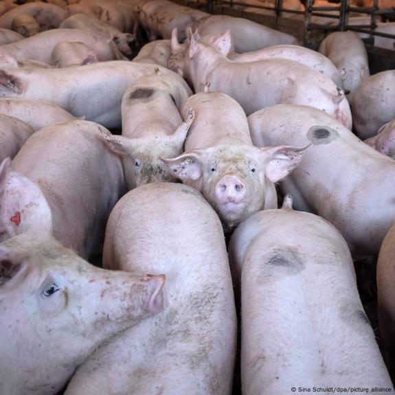Germany plans new animal welfare label – DW – 06/09/2022 Germany plans new animal welfare label – DW – 06/09/2022
