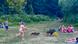 Berlin | Nudist rennt Wildschwein mit Laptop hinterher Berlin | Nudist rennt Wildschwein mit Laptop hinterher