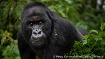 luxury adornment |  Volcanoes National Park in Rwanda