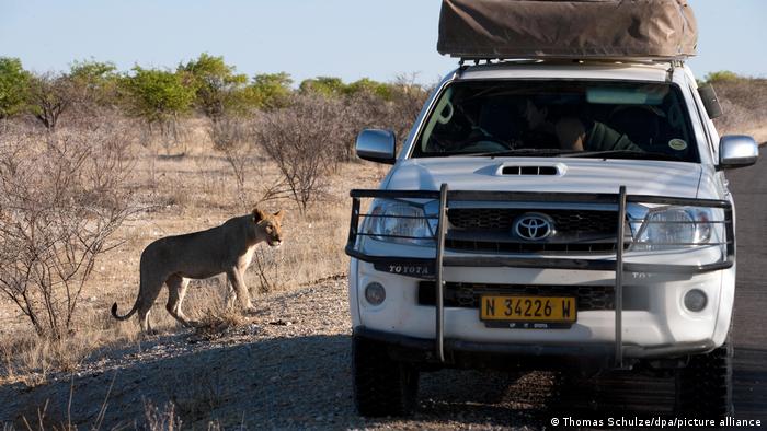 A lion approaches an SUV
