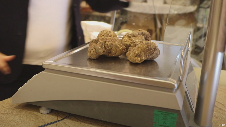 White Alba truffles – a coveted delicacy | Euromaxx - Lifestyle in Europe | DW - Vimarsana News