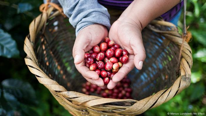 Nicaragua fairgehandelter Kaffee | We Effect