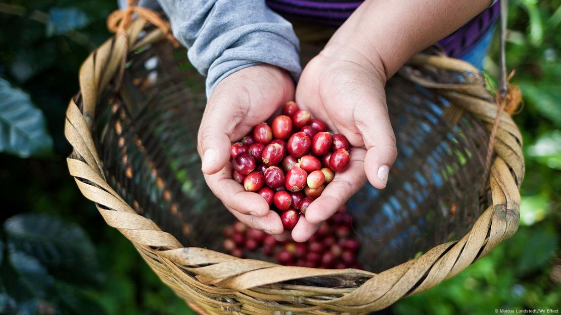 Mãos seguram frutas de café