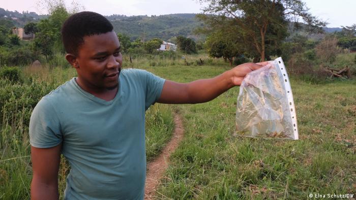 Martin Boima is holding a bag of freshly caught grasshoppers that will be sent for genetic barcoding