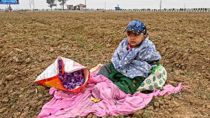 Boy sits near a bag filled with saffron flowers in a saffron field as farmers work nearby in Pampore, south of Srinagar in Kashmir