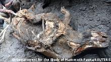 A carcass of a juvenile woolly rhinoceros, found in permafrost in august 2020 on the banks of the Tirekhtyakh river in the region of Yakutia in eastern Siberia, Russia, is seen in this undated handout photo obtained by Reuters on December 30, 2020. Department for the Study of Mammoth Fauna of the Academy of Sciences of the Republic of Sakha (Yakutia)/Handout via REUTERS ATTENTION EDITORS - THIS IMAGE HAS BEEN SUPPLIED BY A THIRD PARTY. NO RESALES. NO ARCHIVES. MANDATORY CREDIT.