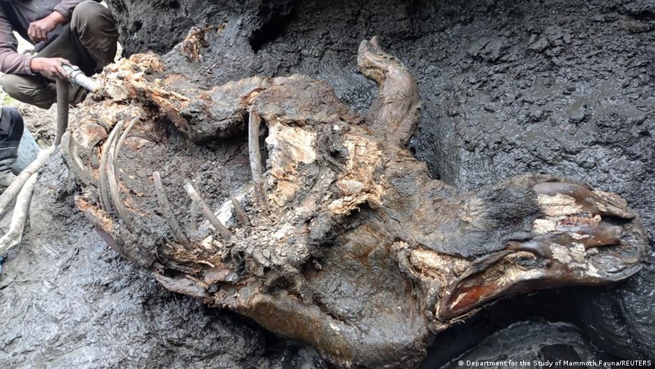 Russian scientists discover intact Ice Age woolly rhino in Siberia | News | DW - Vimarsana News