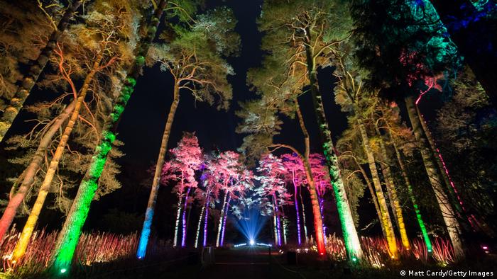 Tall trees illuminated by bright shades of green, blue and pink