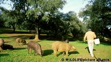 ***Archibild***
ESP, 2006: Eine grasende Herde Hausschweine Iberisches Schwein (Sus scrofa domestica) unter Steineichen (Quercus ilex). Das Fleisch dieser Schweine dient zur Herstellung des Edelschinkens jamùn iberico bzw. jamùn pata negra, welcher in den Fabriken in der Stadt Jabugo hergestellt wird, Huelva, Analusien. [en] Herds of pigs (Sus scrofa domestica), grazing beneath holm oaks (Quercus ilex), are a common sight in the Sierra de Aracena, which is part of the vast Sierra Morena. The meat of these black pigs make the king of hams, the jamùn ibAerico or jamùn pata negra (both acorn-fed ham), cured in the factories at the town of Jabugo, Province of Huelva, AndalucÆa. | ESP, 2006: Herds of pigs (Sus scrofa domestica), grazing beneath holm oaks (Quercus ilex), are a common sight in the Sierra de Aracena, which is part of the vast Sierra Morena. The meat of these black pigs make the king of hams, the jamùn ibAerico or jamùn pata negra (both acorn-fed ham), cured in the factories at the town of Jabugo, Province of Huelva, AndalucÆa.