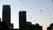 Komoren Flughunde Australien Sydney Komoren Flughunde Australien Sydney