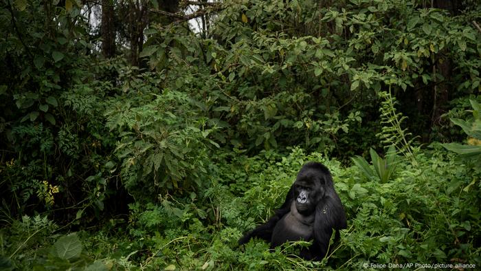 El Parque nacional de Virunga en el Congo es hogar de alrededor de un tercio de los gorilas de montaña del mundo.