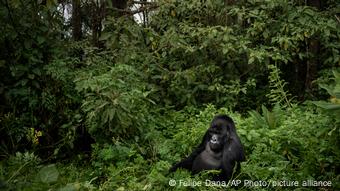 Ruanda Corona-Pandemie Gorilla | Volcanoes National Park