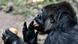 Ndjia, a 24 year-old female western lowland gorilla licks her fingers while taking a morning ice treat during her debut at the Los Angeles Zoo Ndjia, a 24 year-old female western lowland gorilla licks her fingers while taking a morning ice treat during her debut at the Los Angeles Zoo