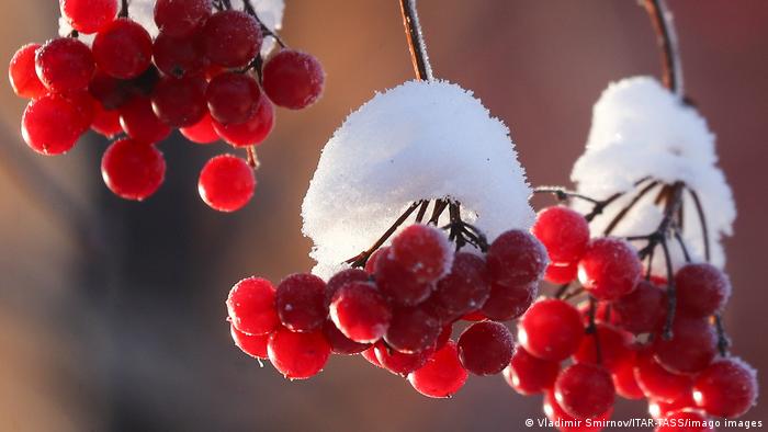 Bayas rojas con nieve.